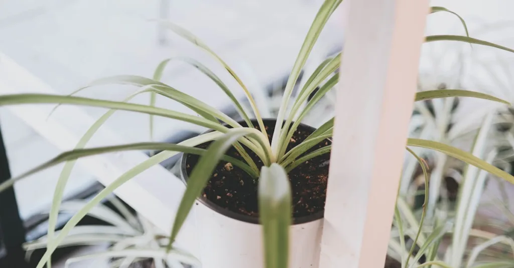 découvrez comment les plantes d'intérieur peuvent purifier l'air de votre maison naturellement, améliorant ainsi votre santé et votre bien-être.