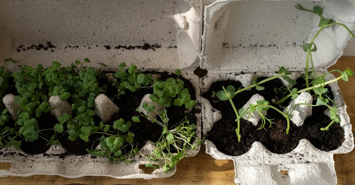 découvrez easy garden, votre solution simple et efficace pour un jardinage sans effort. profitez de conseils, astuces et outils pour entretenir facilement votre jardin toute l'année.