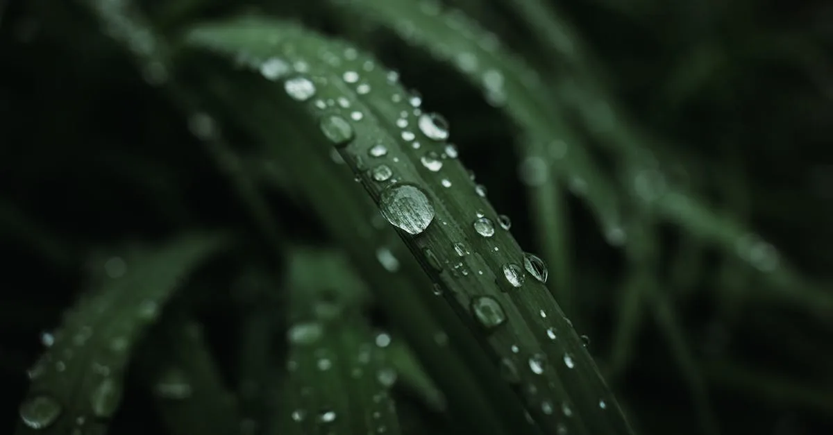 découvrez les avantages de la collecte des eaux de pluie pour économiser l'eau, réduire vos factures et préserver l'environnement grâce à des techniques simples et efficaces.