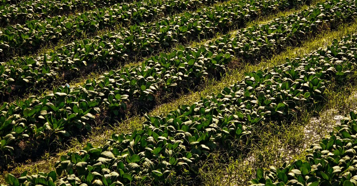 découvrez l'agriculture écologique, une approche durable qui respecte l'environnement tout en favorisant la biodiversité et la qualité des sols pour une production saine et responsable.