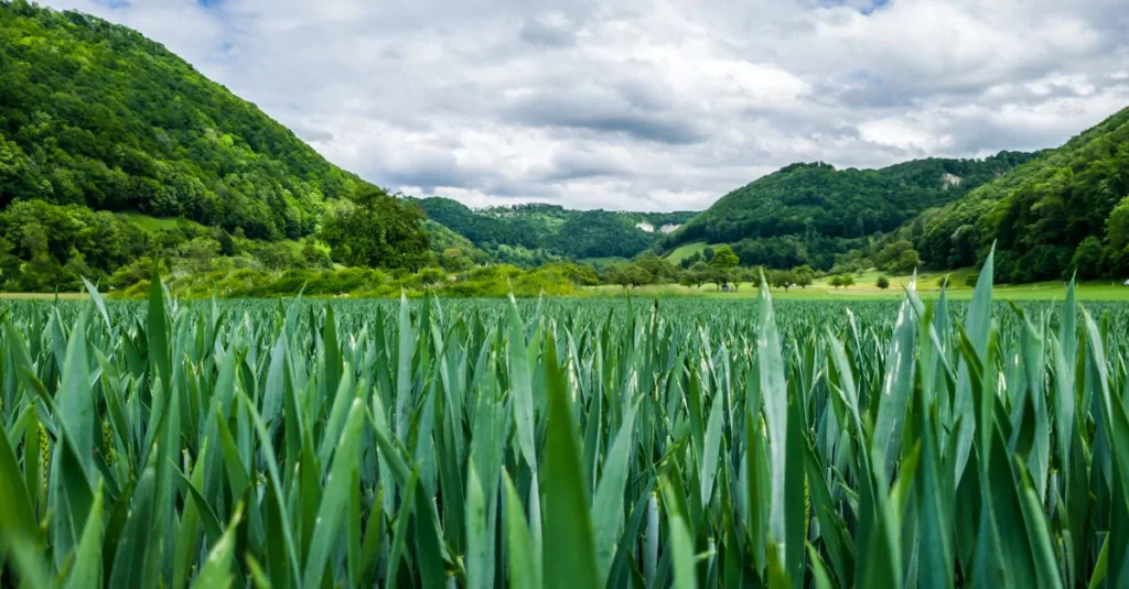 découvrez l'agriculture écologique, une méthode durable respectueuse de l'environnement qui favorise la biodiversité et préserve les ressources naturelles.